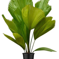 Buy Licuala Grandis Dubai & UAE | Ruffled Fan Palm – Souq Garden