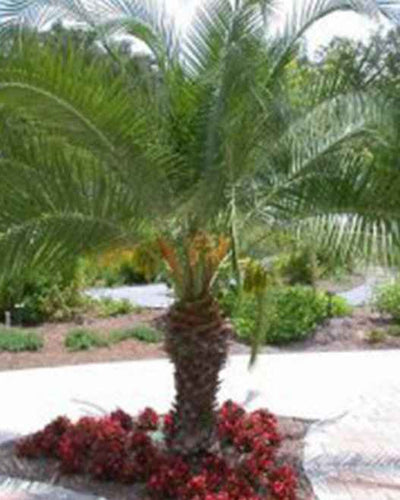 Phoenix Roebelenii