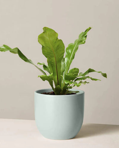 Birds Nest Fern - Souq Garden