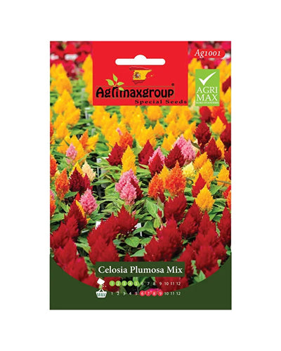 Celosia seeds – Souq Garden Dubai