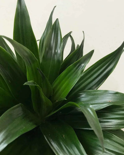 Dracaena Compacta Small