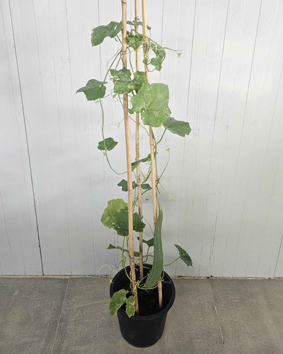 ridge gourd