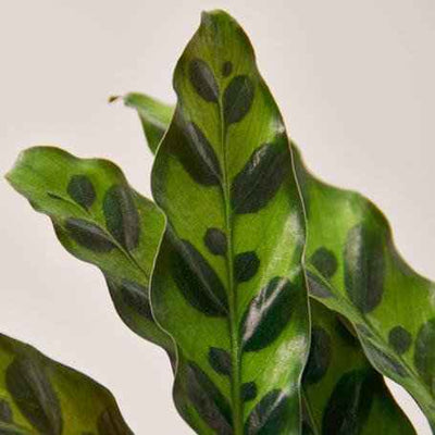Calathea Lancifolia - Rattlesnake Plant
