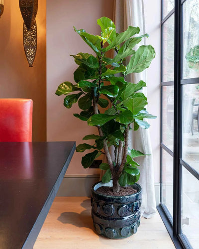 Ficus Lyrata Branched