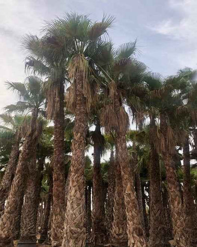 Washingtonia Palm