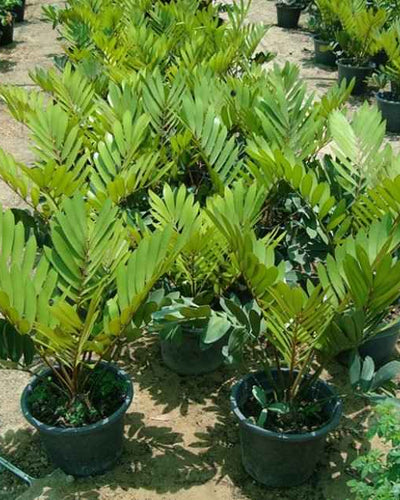 Zamia Furfuracea
