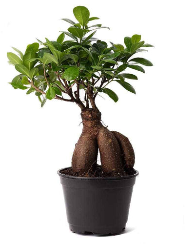 Ficus Ginseng Bonsai