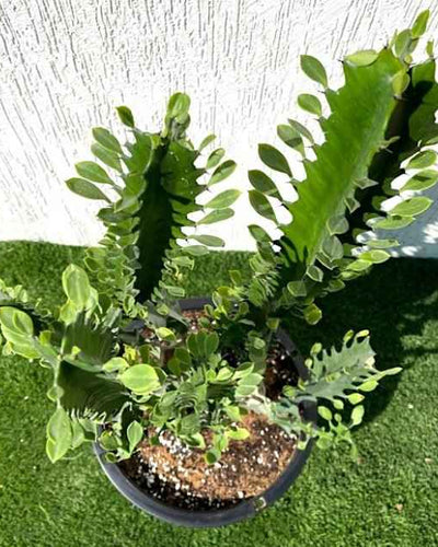 Candelabra Cactus Plant