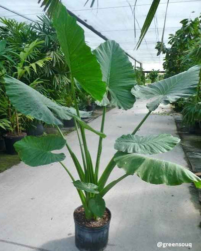 Alocasia California