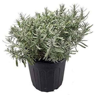 Lavender Herb
