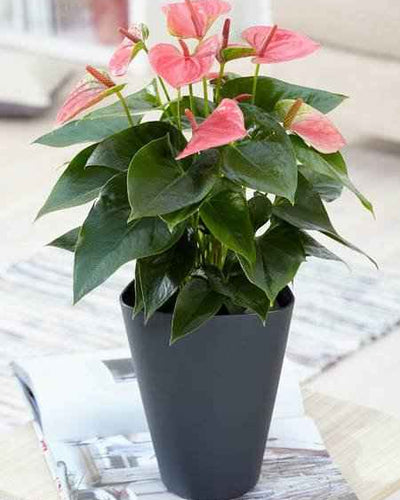 Anthurium Pink