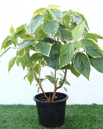 Acalypha – Copperleaf