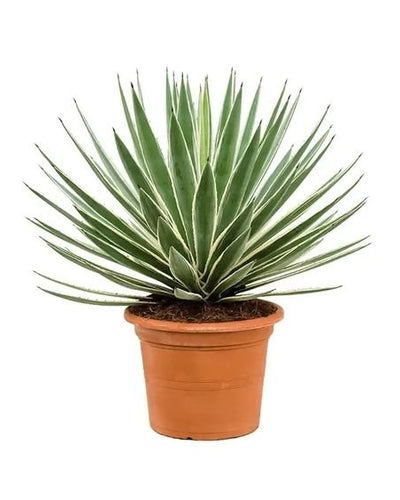 Variegated Caribbean Agave
