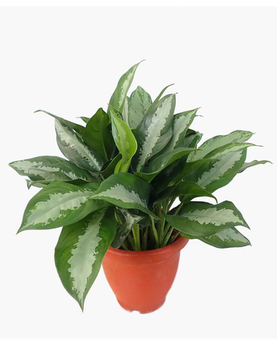 Aglaonema Pattaya Beauty