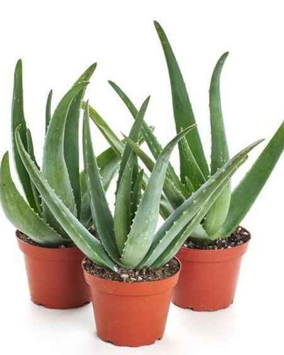 Aloe Vera Plant