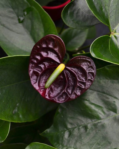 Anthurium Black – 30-40cm