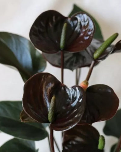 Anthurium Chocolate – 40cm-50cm
