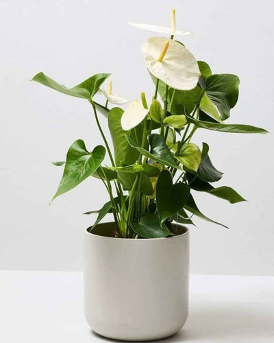 Anthurium White
