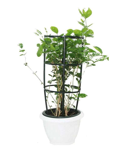 Arabian Jasmine