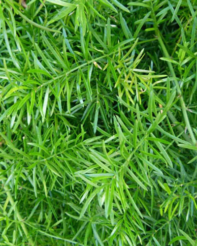 Asparagus Fern