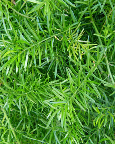 Asparagus Fern Hanging