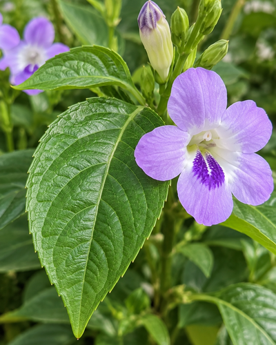 Asystasia Plant