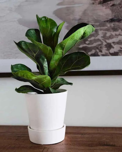 Fiddle Leaf Fig Mini