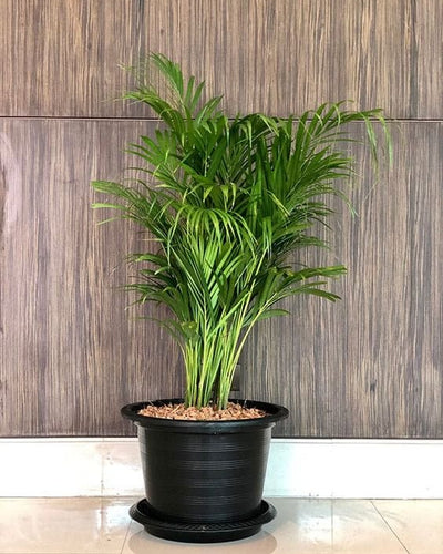 Bamboo Palm Plant