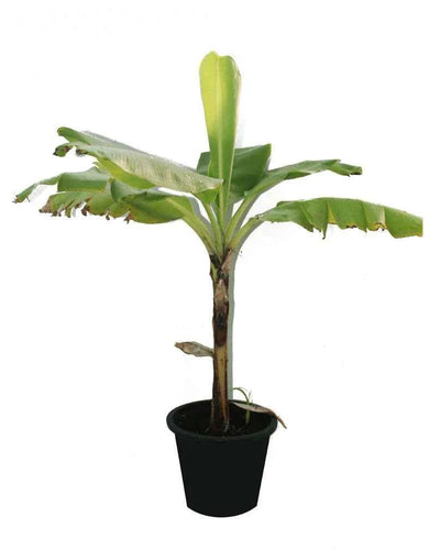 Banana Tree
