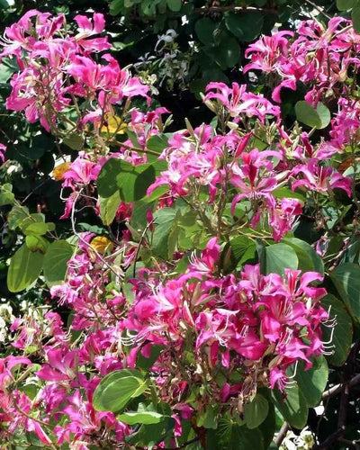 Bauhinia Orchid Tree with pink purple flowers blooming in UAE garden landscape
