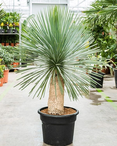 Beaked Yucca