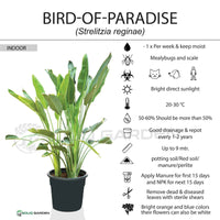 Giant White Bird of Paradise