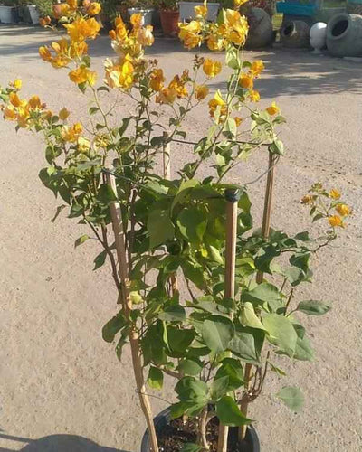 Bougainvillea Glabra
