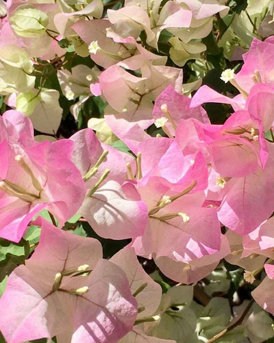 Bougainvillea