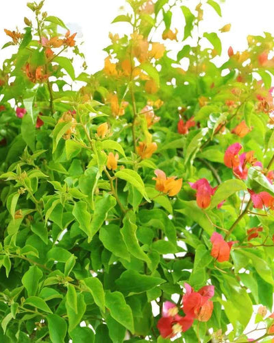 Bougainvillea One Head Grafted