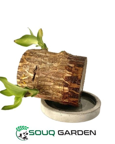 Brazilian Wood