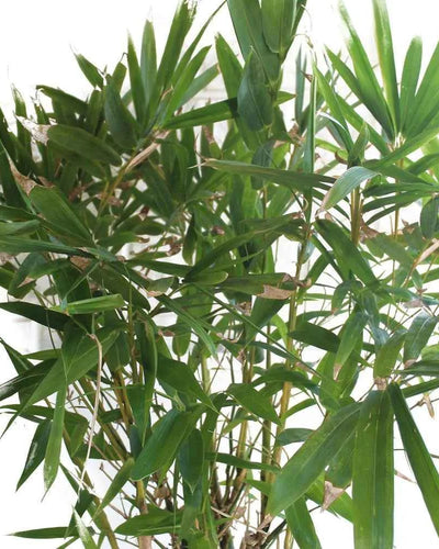 Buddha Bamboo