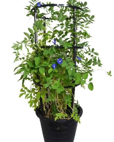 Morning Glory Butterfly Pea Plant