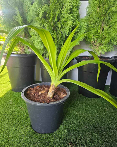 Crinum Asiaticum