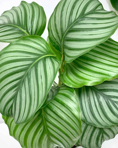 Calathea Orbifolia