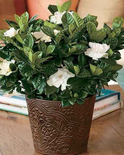 Gardenia