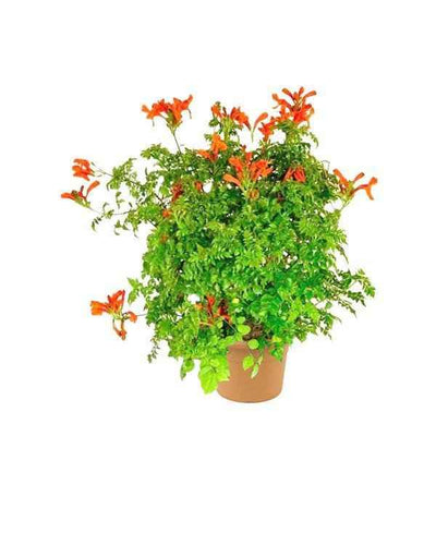 Cape Honeysuckle