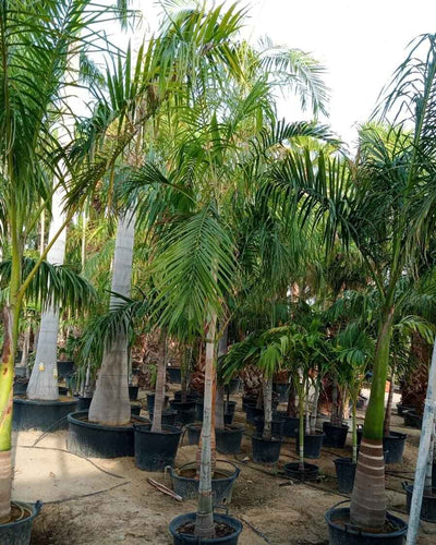 Carpentaria Palm