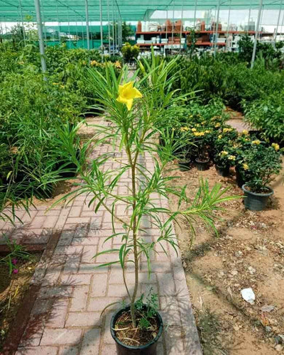 Thevetia Yellow Oleander