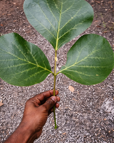 Palash Tree