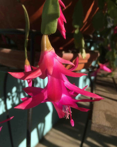 Christmas Cactus