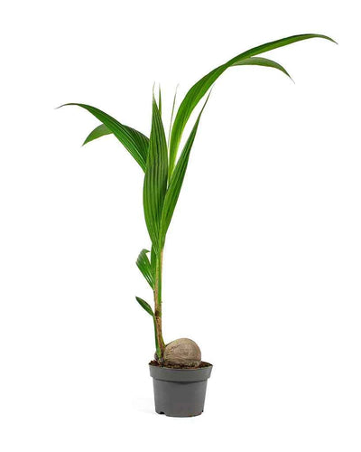 Coconut Tree