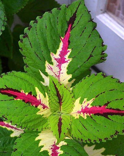 Coleus