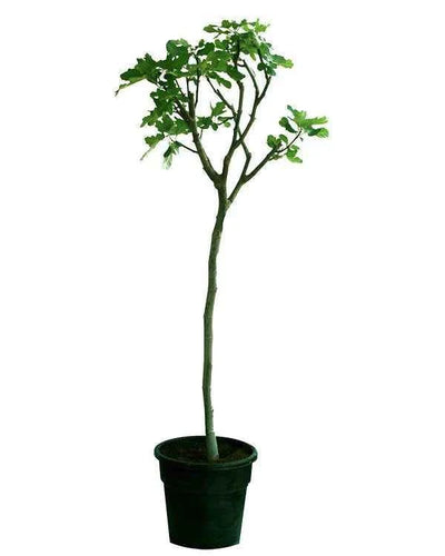 Fig Tree – Ficus Carica