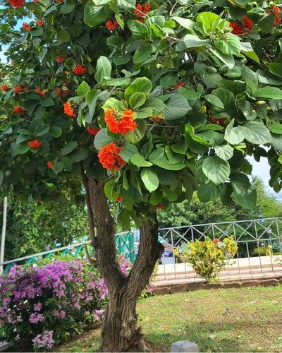 Cordia Sebestena